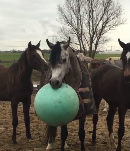 شاهد.. 3 خيول يلعبون الكرة في مقطع فيديو على إنستجرام