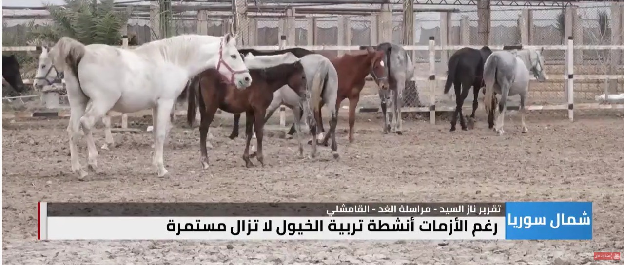 بالفيديو.. الخيول السورية تتحدى الحرب بأندر وأجمل السلالات العربية