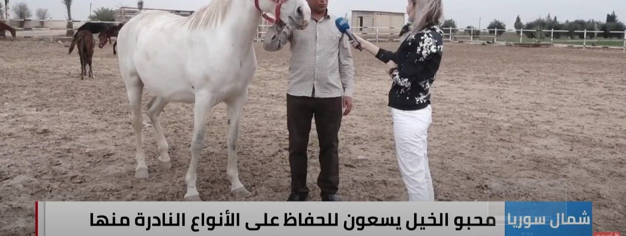 بالفيديو.. الخيول السورية تتحدى الحرب بأندر وأجمل السلالات العربية