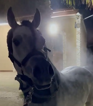 فيديو غريب لحصان يخرج الدخان من جسده بشكل مستمر
