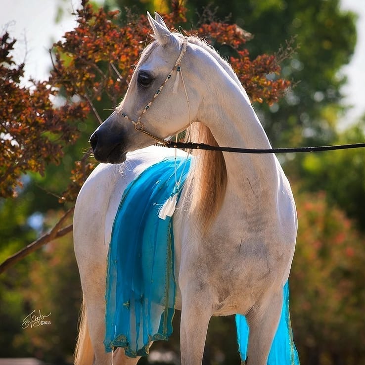 "عربيةٌ يذكي قوائِمها دمٌ".. حصان برداء أزرق يخطف أنظار المتابعين
