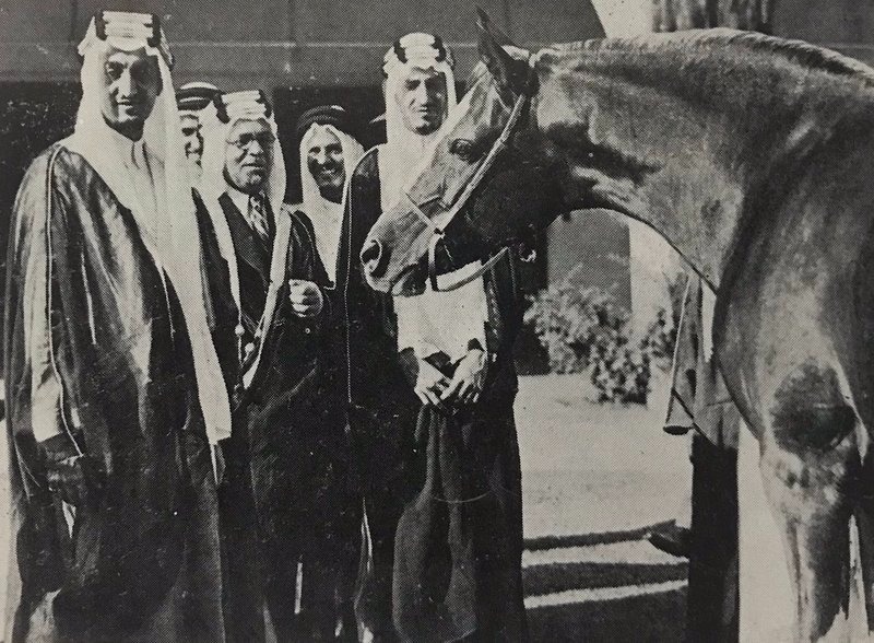 8 معلومات عن الفرس "عبيه" أشهر خيول الملك عبدالعزيز 