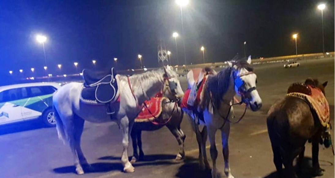 بالصور.. البلدية السعودية تصادر الخيول المخالفة حفاظاً على سلامة المواطنين
