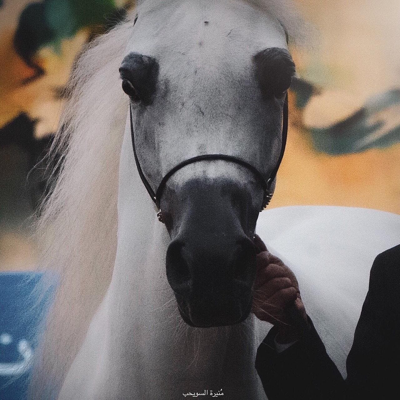 بالصور.. مصورة سعودية تروي رحلتها المثيرة مع تصوير الخيول 