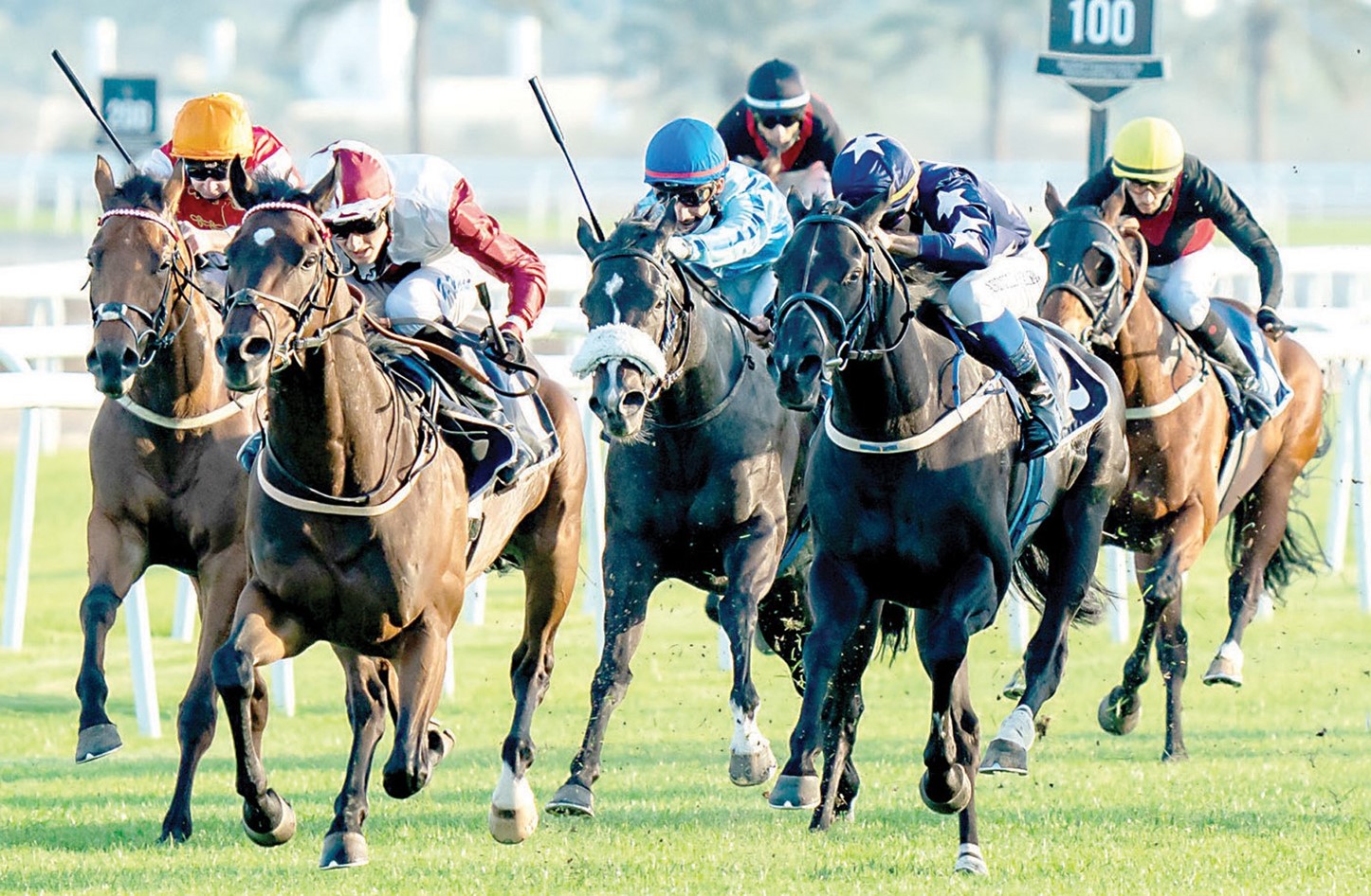 الجمعة.. أقوى سباقات الخيول في البحرين بمشاركة 78 حصانا على مضمار نادي راشد للفروسية