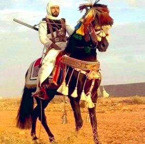تمازج خيول العرب بالبربر.. أبرز المعلومات عن خيول "برقة"