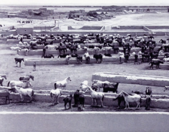 صورة تاريخية لإسطبل خيول الملك عبدالعزيز بمدينة الخرج السعودية 