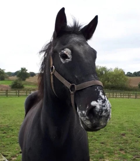 تحسن صحة الحصان البريطاني «مينسترال» بعد معاناته من مرض البهاق