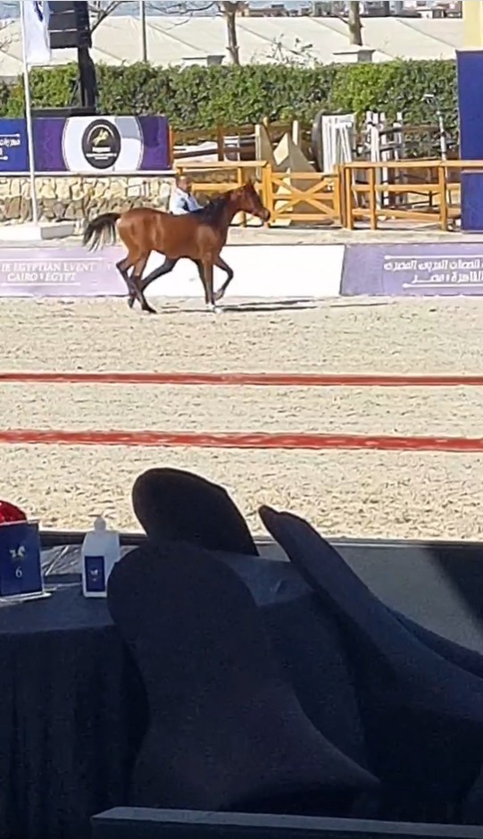 بالصور.. انطلاق مهرجان "الحصان العربي المصري" في نادي بيجاسوس