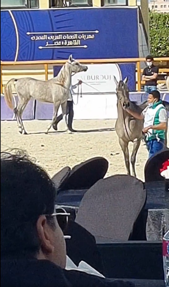 بالصور.. انطلاق مهرجان "الحصان العربي المصري" في نادي بيجاسوس