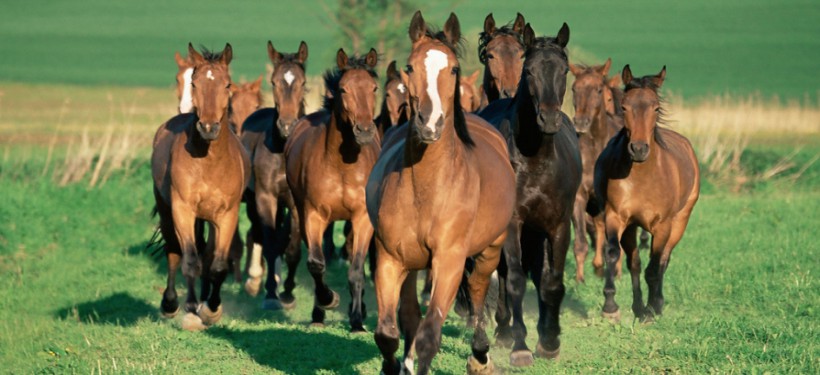 معلومة تهمك: تربية الخيول تخضع لقانون الاستثمار 