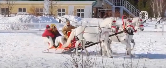 شاهد.. خيول تتنافس في جر عربات التزلج في روسيا