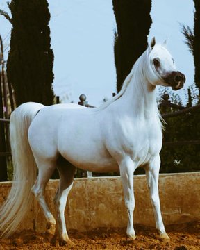 "وَإِنَّ الْهَوَى فِي لَحْظِ عَيْنِكِ كَامِنٌ".. سحر الحصان الأبيض يخطف أنظار المتابعين
