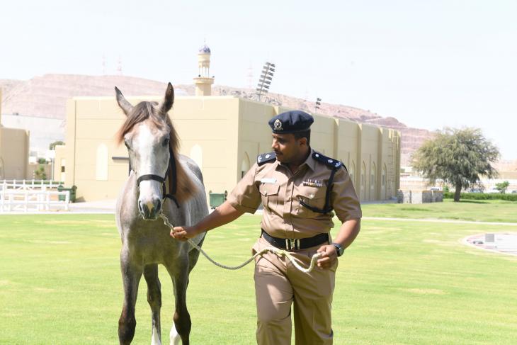 طبيب بشرطة عمان يحصل على براءة اختراع لدواء يعالج عقم الخيول