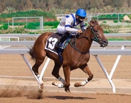 انتقال الحصان شنص لإسطبل نواف عبدالله للمشاركة في سباق كأس المؤسس