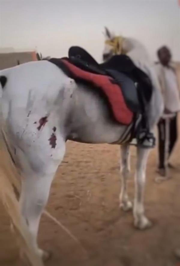 أمير مكة يأمر بضبط سعودي اعتدى على حصان بالضرب أمام رفاقه