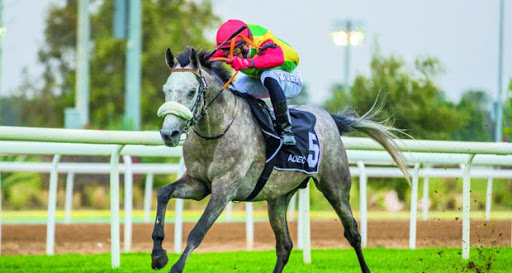 فوز الحصان "فخر" بلقب وصيف الخيول المبتدئة في سباق الخيل الإماراتي