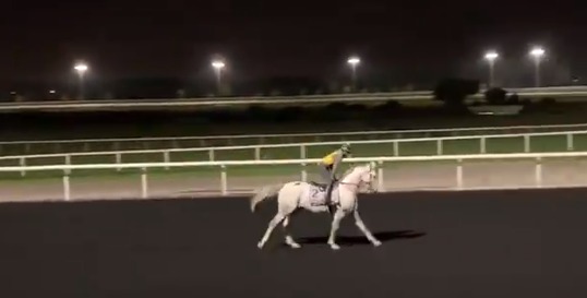 بالفيديو.. الحصان مباشر الخالدية يستعد للمشاركة بكأس دبي العالمي 