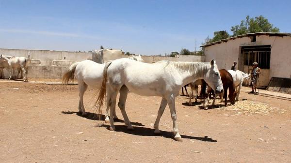 حملات رقابية سعودية تصادر عدد من الخيول لمخالفتها القوانين