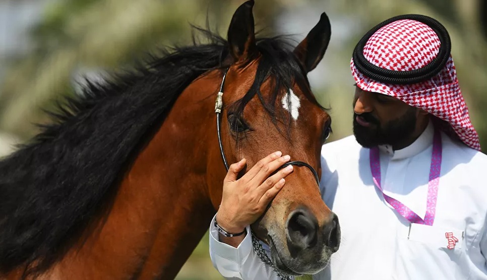 5 صور تبرز جمال الحصان العربي بمزرعة سعودية