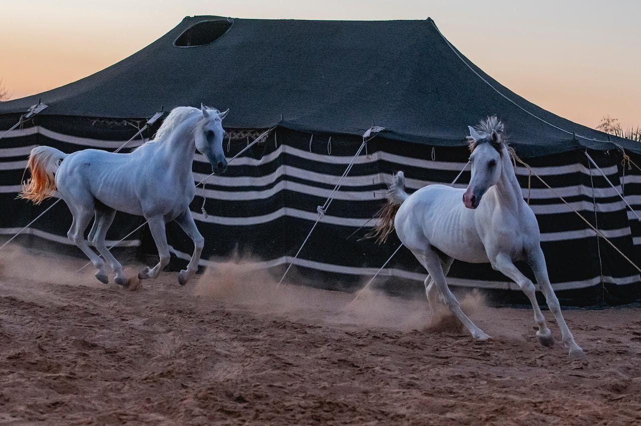 عاشق الخيل المصور علي الشدوي: الحصان كائن حساس وأركز في عينيه