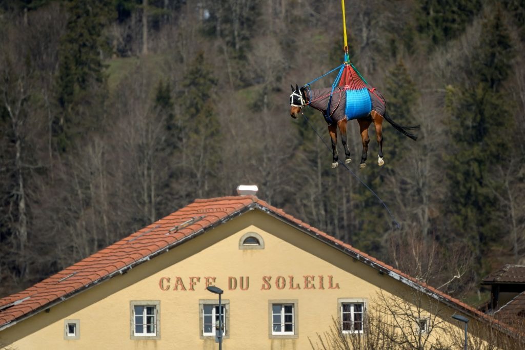بالصور.. الجيش السويسري ينقل الخيول المصابة لعلاجها بطائرة هليكوبتر
