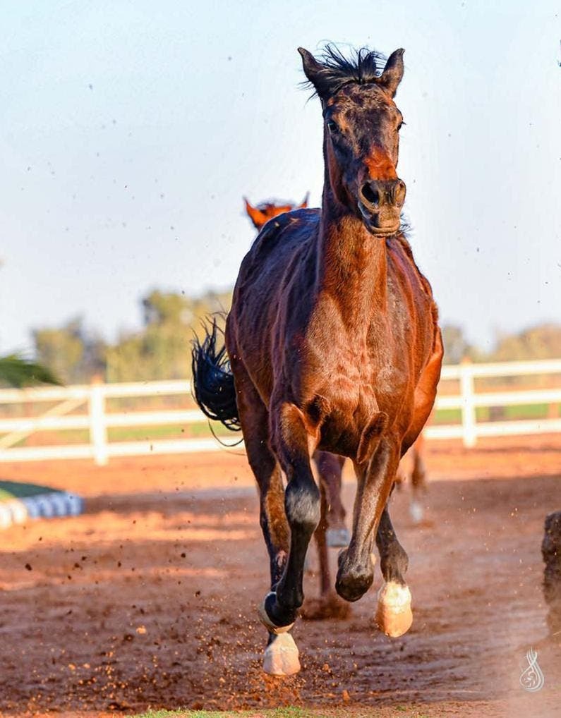 عاشق الخيل المصور علي الشدوي: الحصان كائن حساس وأركز في عينيه