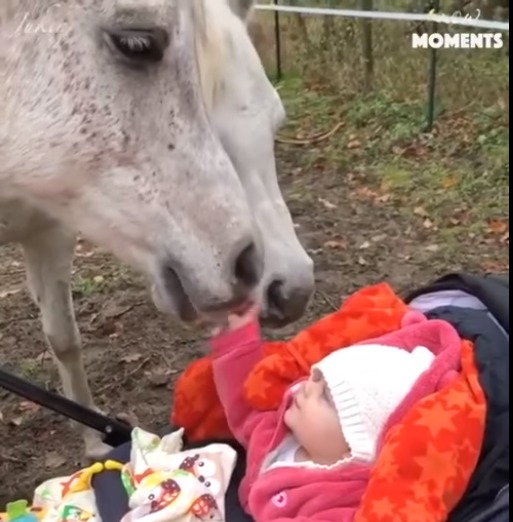 شاهد.. أب يوثق حب ابنته للخيول منذ صغرها