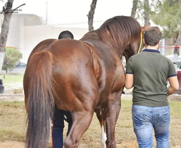 15 معلومة عن الحصان "اسالتو بوتيكو" المعروف باسم "جميل جودائم"
