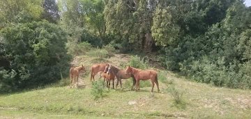بالصور.. لقطات مميزة لخيول البراري التي تعيش حرة في خلاء الجزائر
