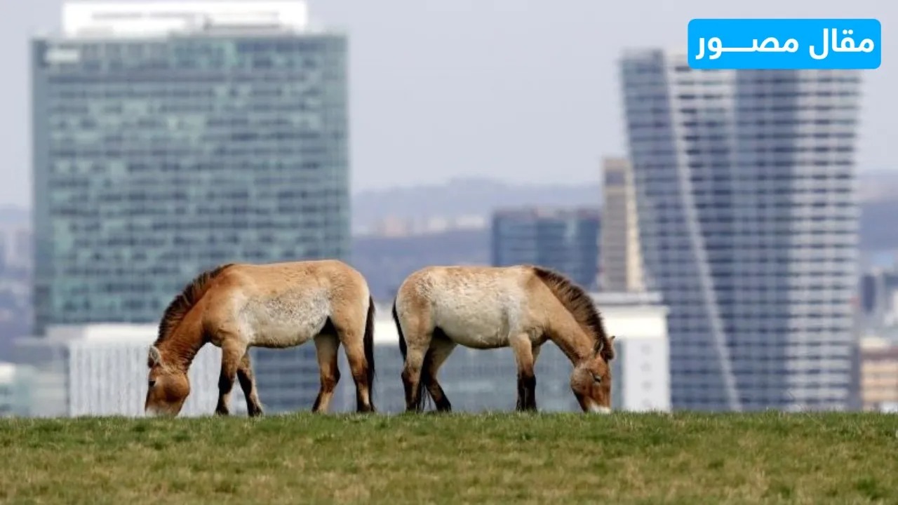 حديقة حيوان في براغ تنقذ 4 خيول برية من فصيلة برزوالسكي