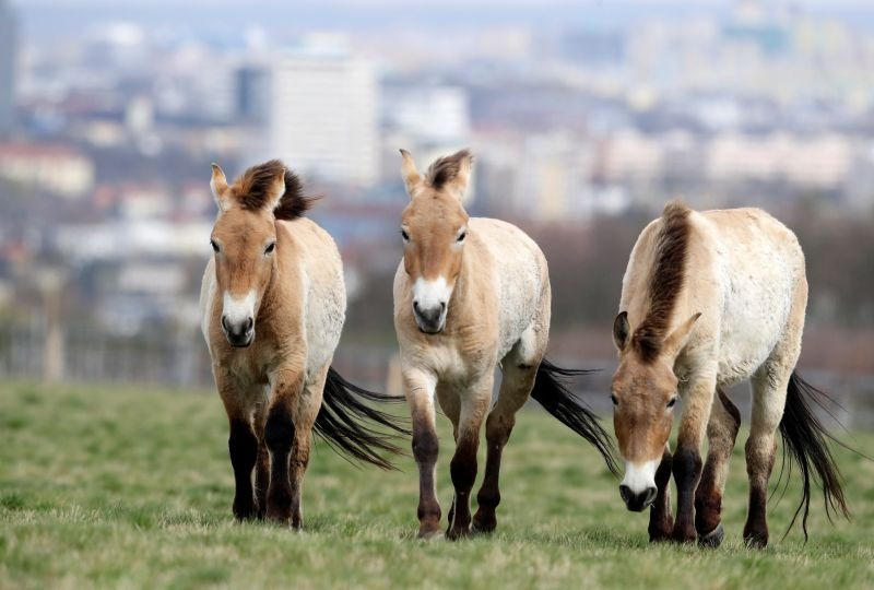 حديقة حيوان في براغ تنقذ 4 خيول برية من فصيلة برزوالسكي