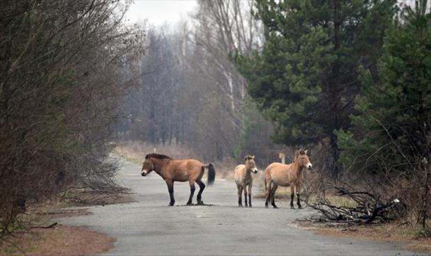 منطقة "تشيرنوبيل" آمنة لإزدهار خيول برزوالسكي