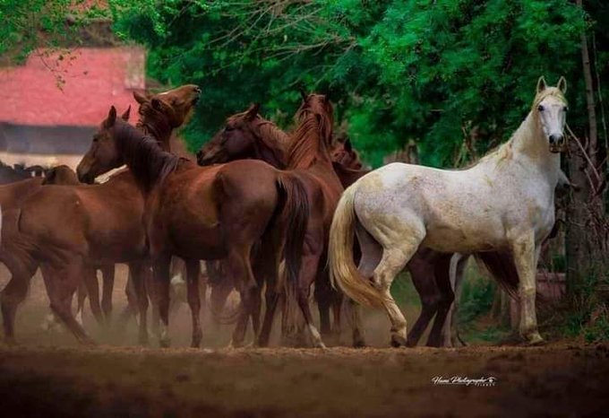 "صورة" تبرز أصالة وجمال خيول تيارت الجزائرية