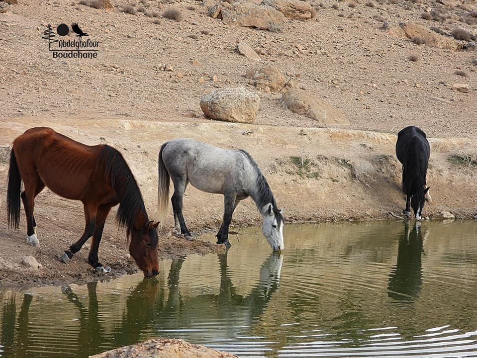 شاهد.. خيول برية تعيش بولاية باتنة الاوراس في الجزائر 