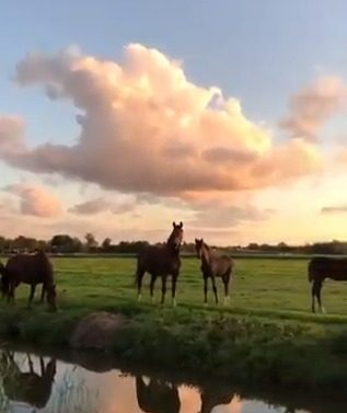 "خيول وطبيعة".. مقطع فيديو ساحر للخيول في كنف الطبيعة