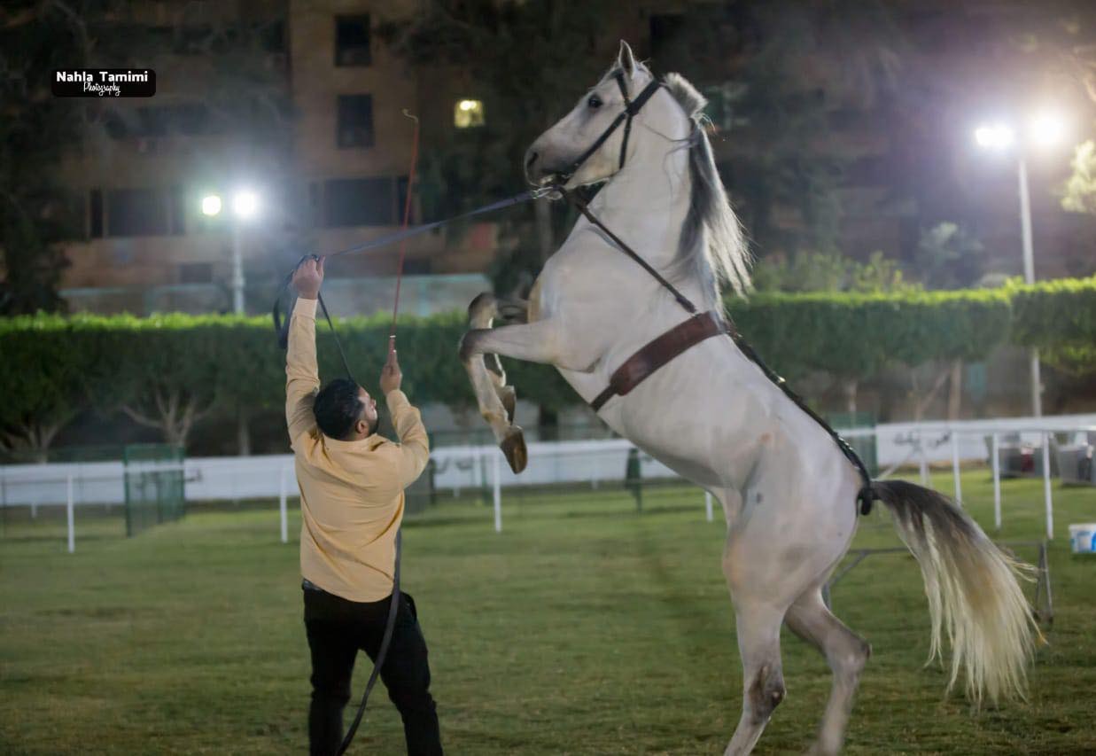 بالصور.. أكاديمية أرض الخيل تعلن عن أول عرض شو متخصص في الخيول بالوطن العربي