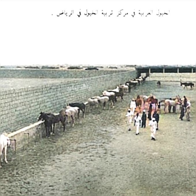 صورة نادرة للخيول العربية في الرياض 