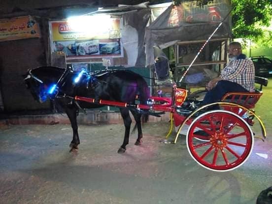 بالصور.. عرض عربة وحصان لزفاف العرايس للبيع