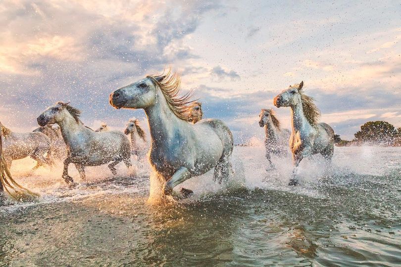 ناشيونال جيوجرافيك تنشر صورة فريدة لخيول كامراج البرية وأشعة الشمس تعانقها