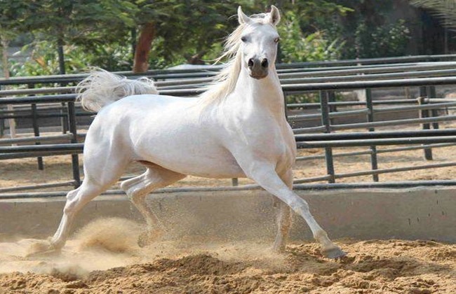 نقابة الأشراف تعلن عن تنظيم أول سباق للخيول العربية المصرية الأصيلة