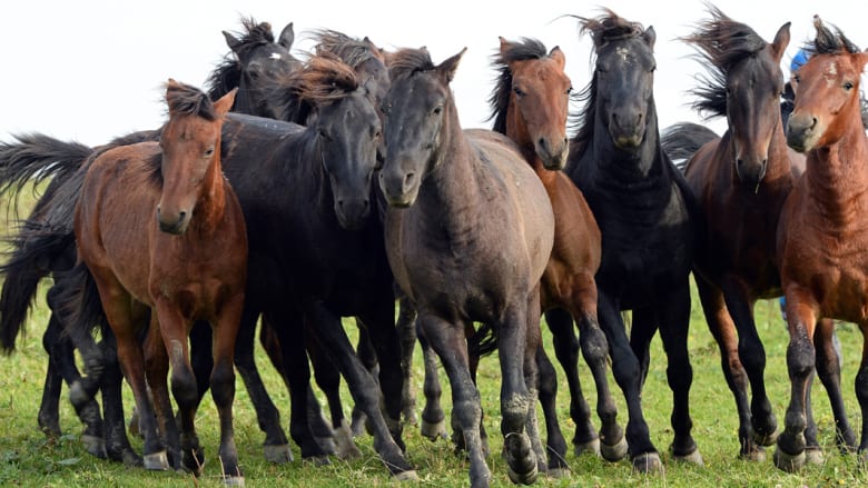خيول هاكل الأوروبية الجريئة تقاوم الانقراض