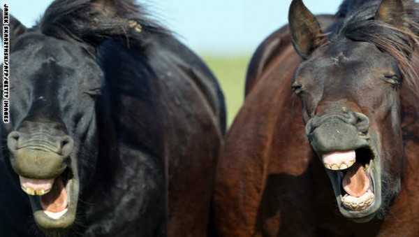 خيول هاكل الأوروبية الجريئة تقاوم الانقراض