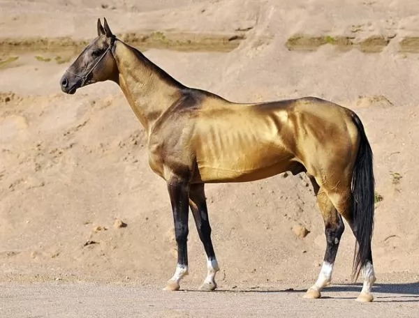 بالصور..تعرف على أطول 8 خيول في العالم أبرزهم الحصان الغجري و أورلوف تروتر