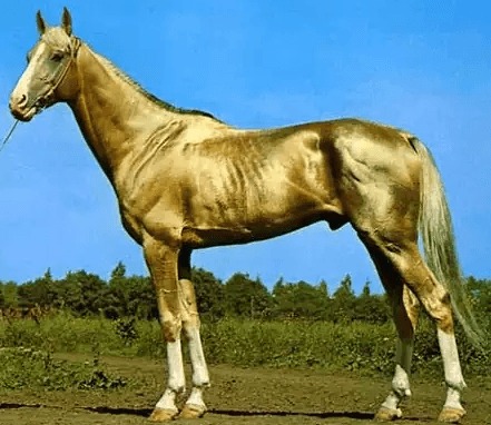 بالصور..تعرف على أطول 8 خيول في العالم أبرزهم الحصان الغجري و أورلوف تروتر
