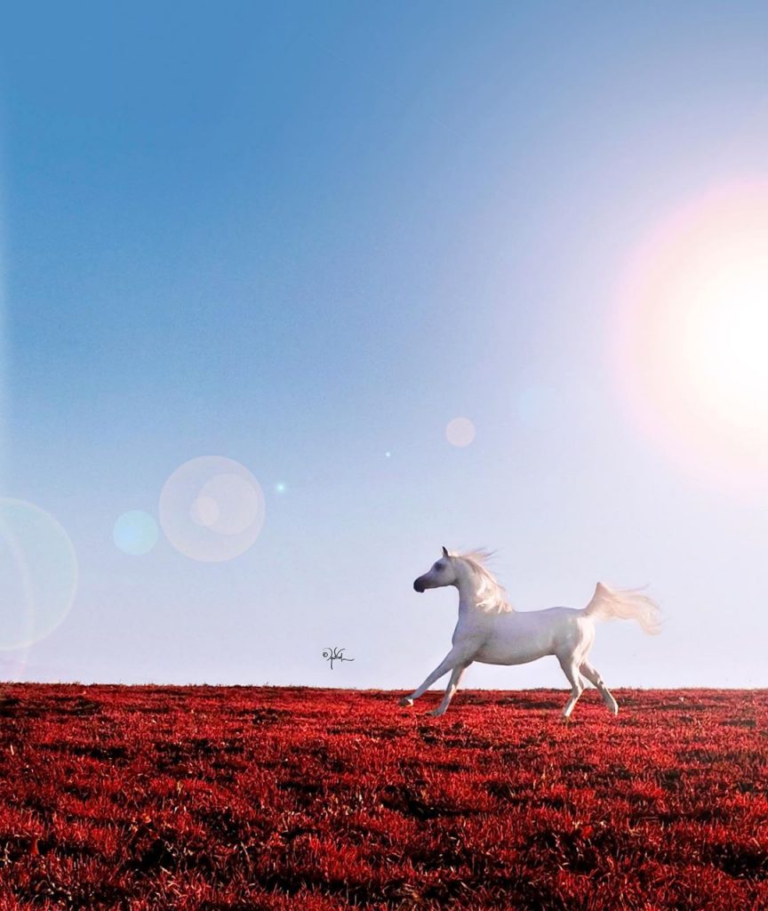 "‏يا أَبيض القلب لا تحزن إذا زعموا".. الحصان الأبيض يخطف الانظار في حقول الورد