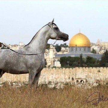 "خيولُ الشوق تصهلُ في عروقي".. جمال وأصالة الحصان العربي أمام الأقصى