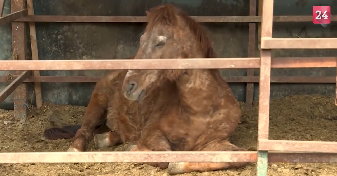 شاهد.. كيف يعيش "باشا" أشهر الخيول في ملجأ الخيول المتقاعدة بصربيا