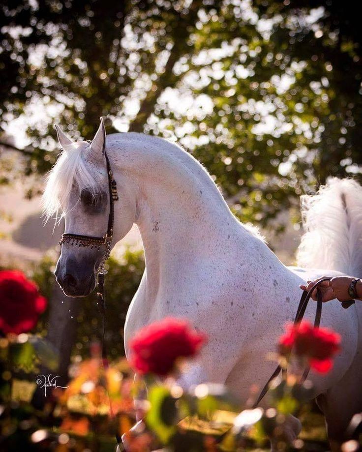 "‏يا أَبيض القلب لا تحزن إذا زعموا".. الحصان الأبيض يخطف الانظار في حقول الورد