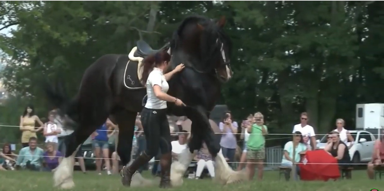 بالفيديو.. أطول خيول على الإطلاق في العالم